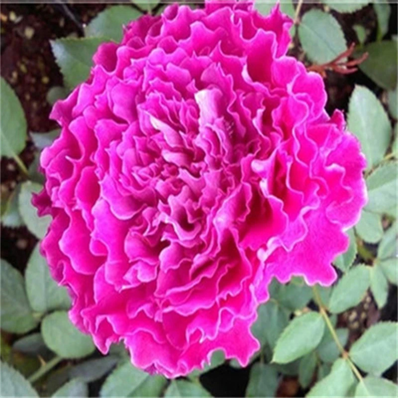 草药 月季扦插花苗 大花 浓香 丰花多头月季四季开花飘逸的波浪边