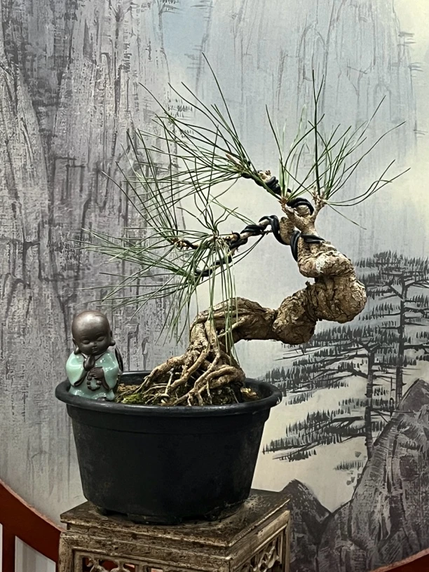 日本提根黑松盆景：一物一拍