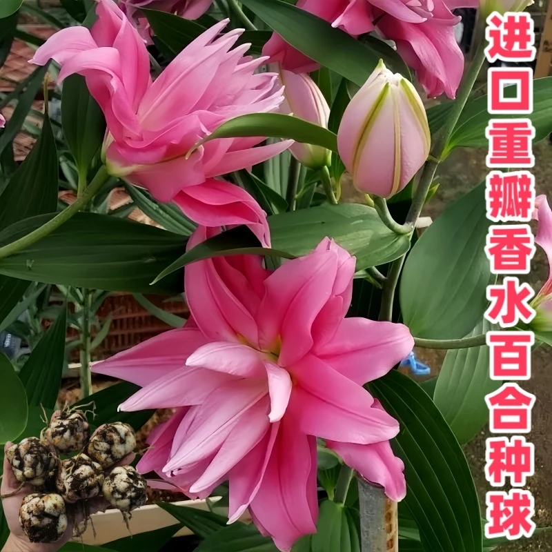 百合花种球香水百合四季开花好养活花卉植物室内外花苗盆栽花种子