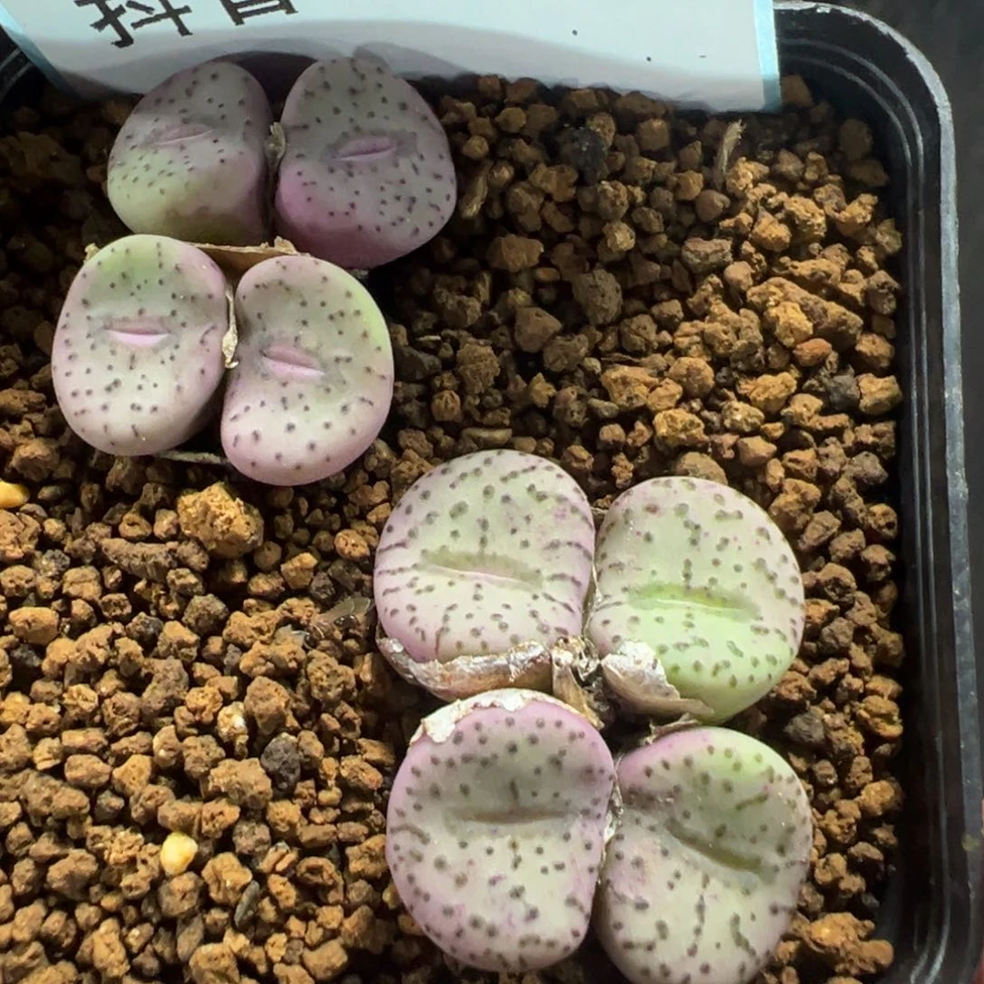 18-134荷叶安贞多肉