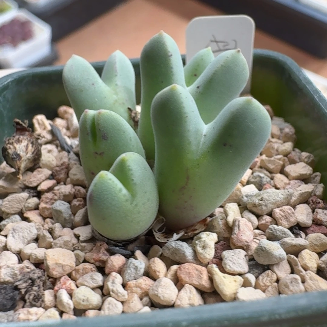 暗***1201-035肉锥肉锥肉锥