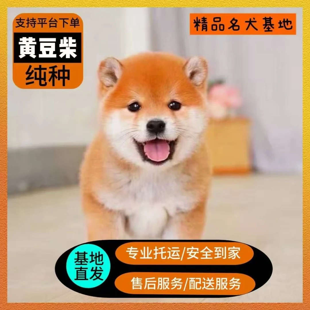 （雷梦宠物）T狗狗活体