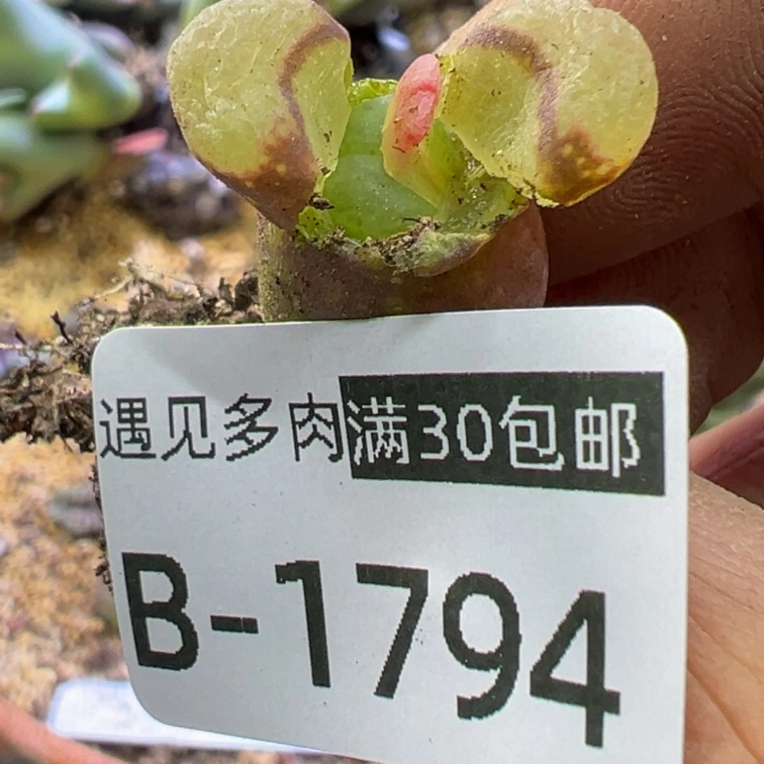 多肉植物1111111111114