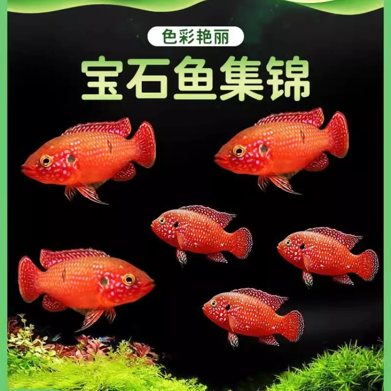 红宝石鱼三湖慈鲷热带观赏鱼苗血钻小型好养淡水宠物小鱼活鱼长身