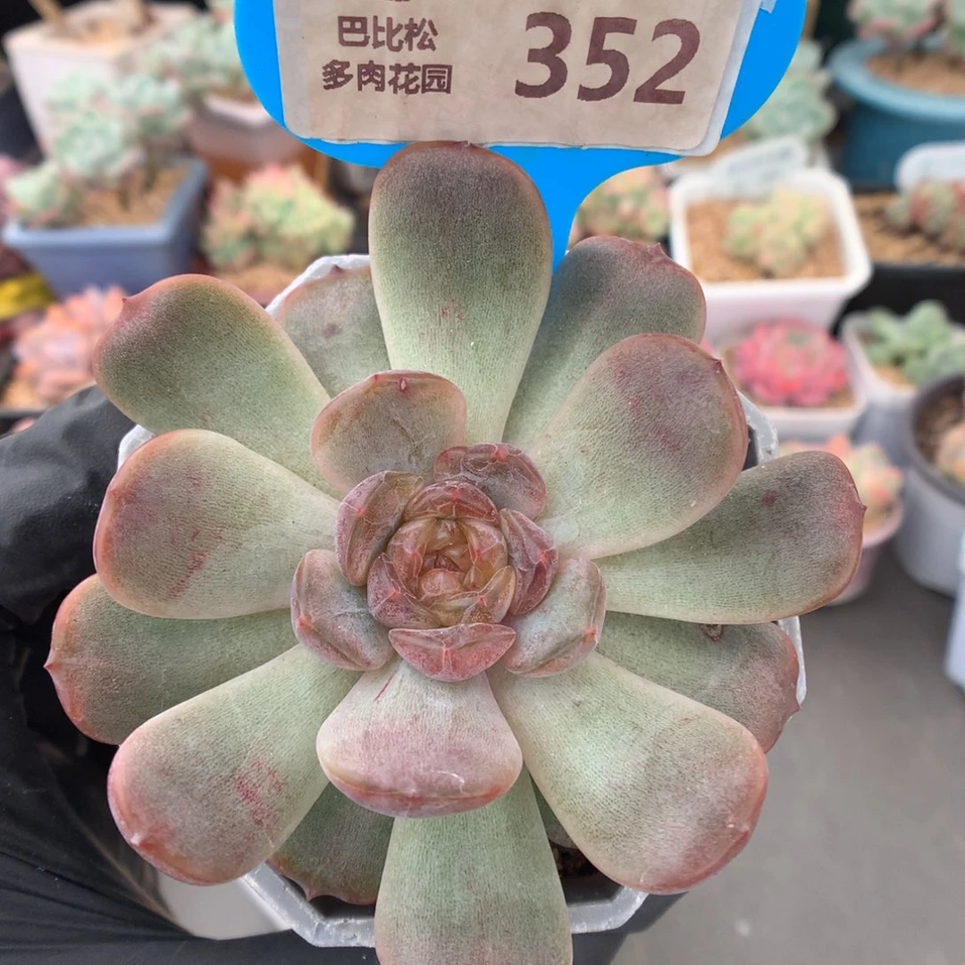 352 红色恋人多肉