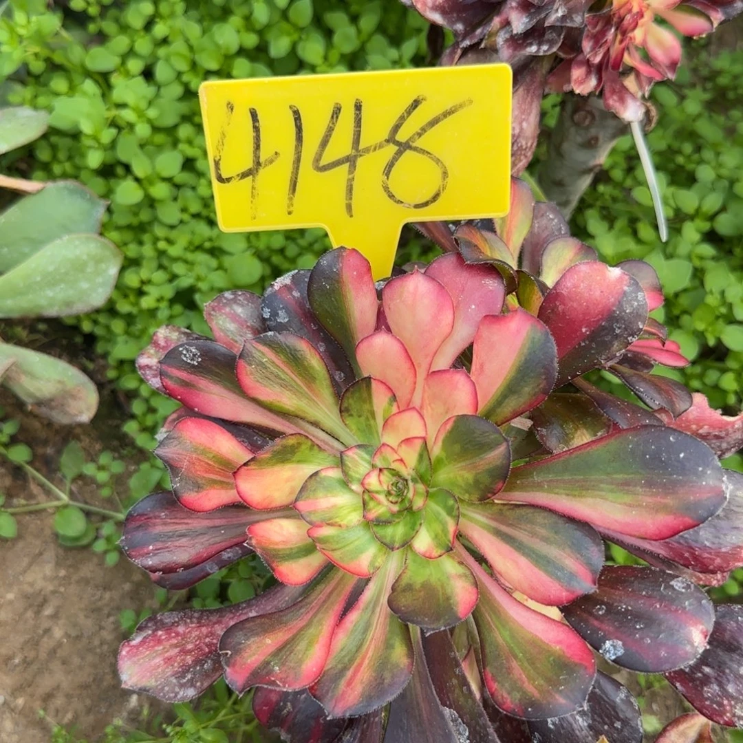 4148---花蝴蝶多头