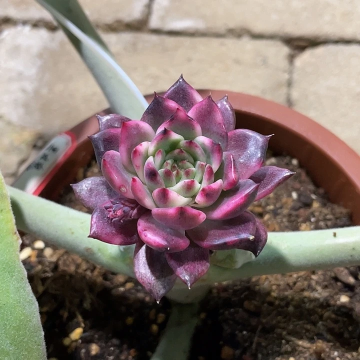 黑玫瑰锦一物一拍