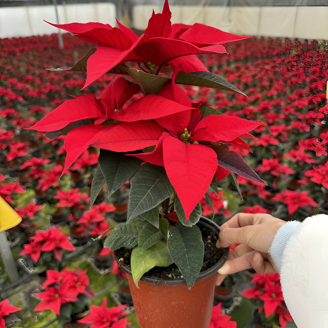 一品红绿植盆栽造景喜庆好养易活花卉