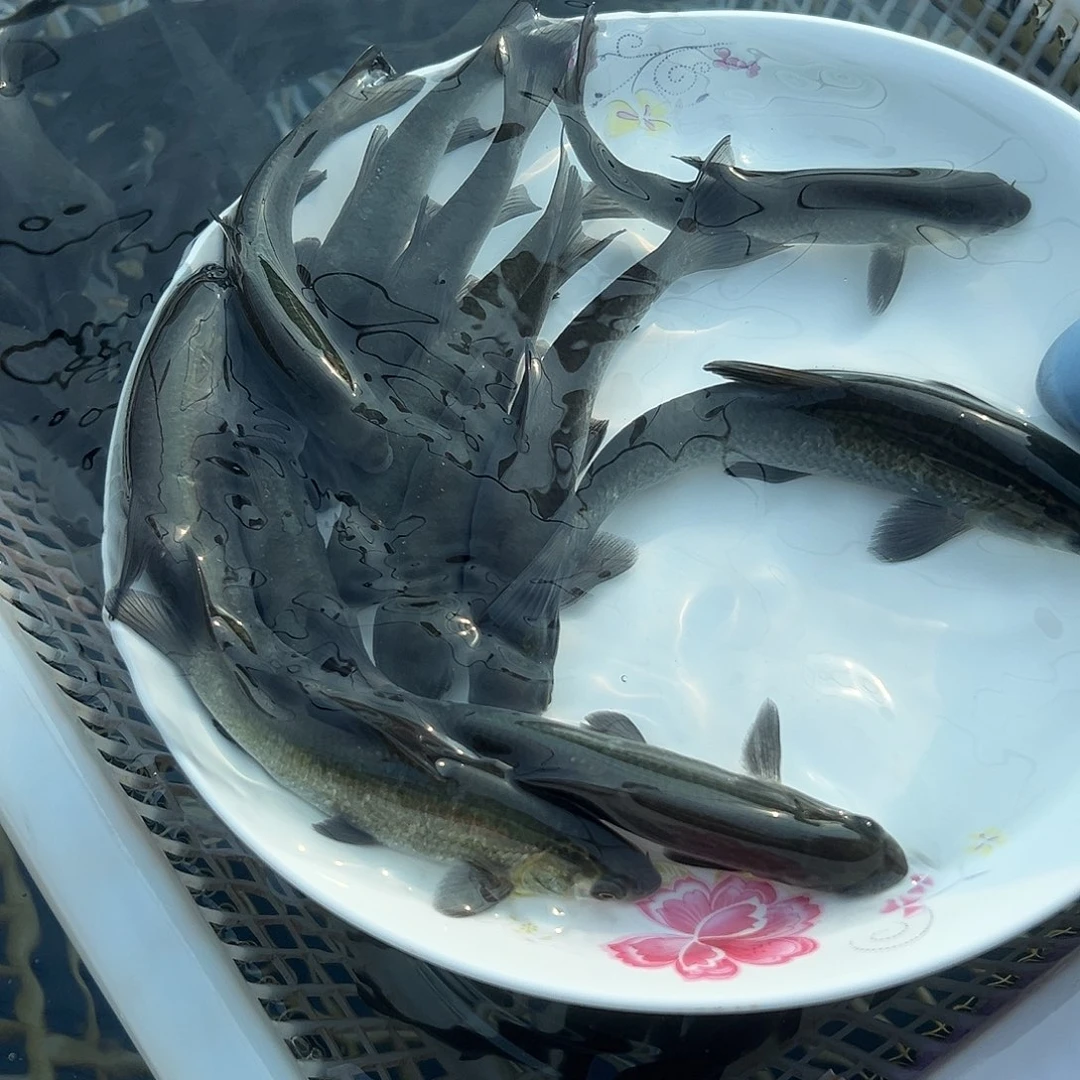 青鱼1 2 －15公分三斤70条左右