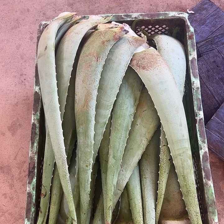 无花朵灌肤叶片3片(每片500g以上)送刮梳