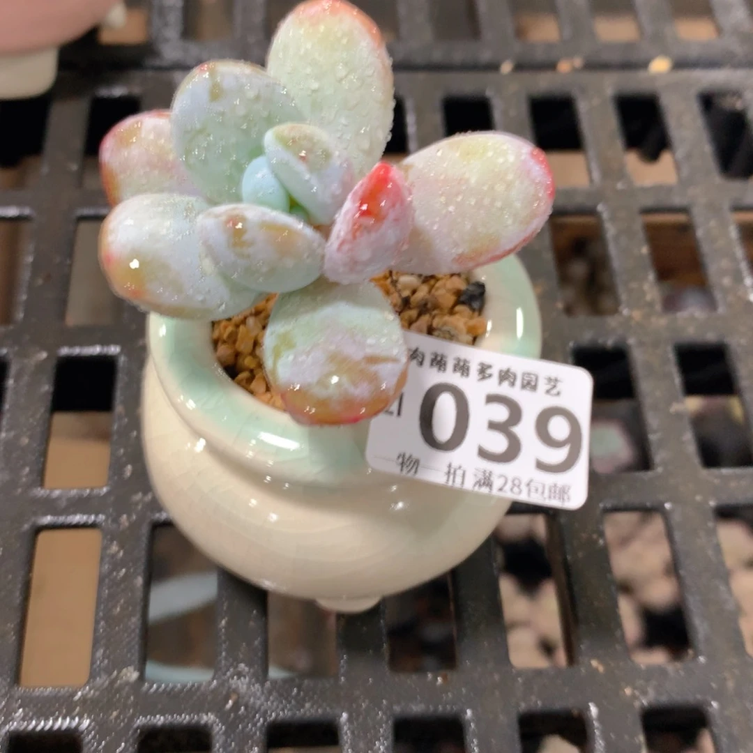 肉萌萌拇指盆精控多肉ZI039