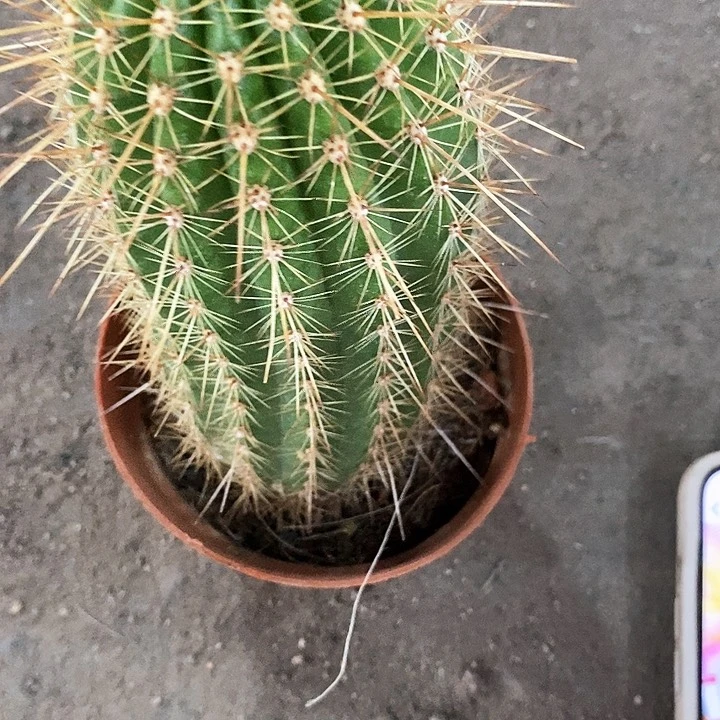 署光毛花花毛花花357888
