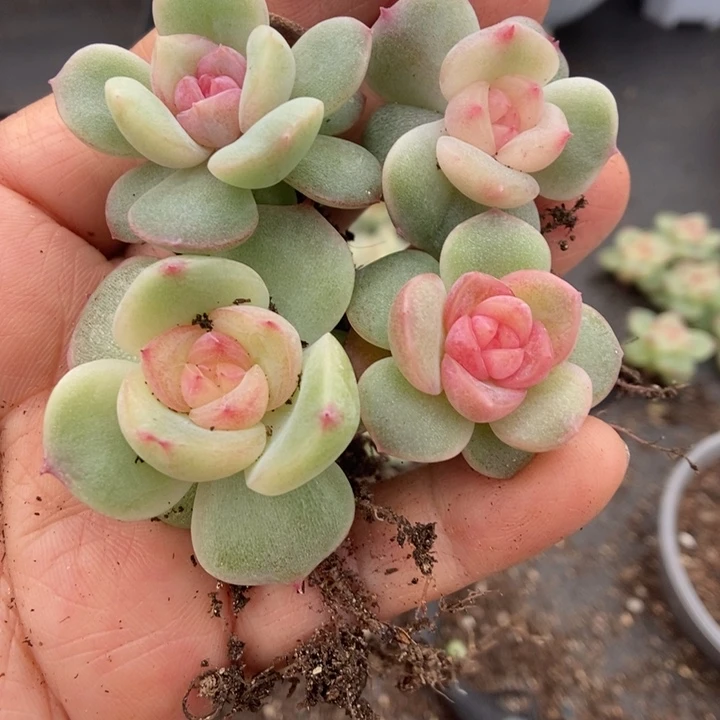 一物一拍一物一拍1110-678