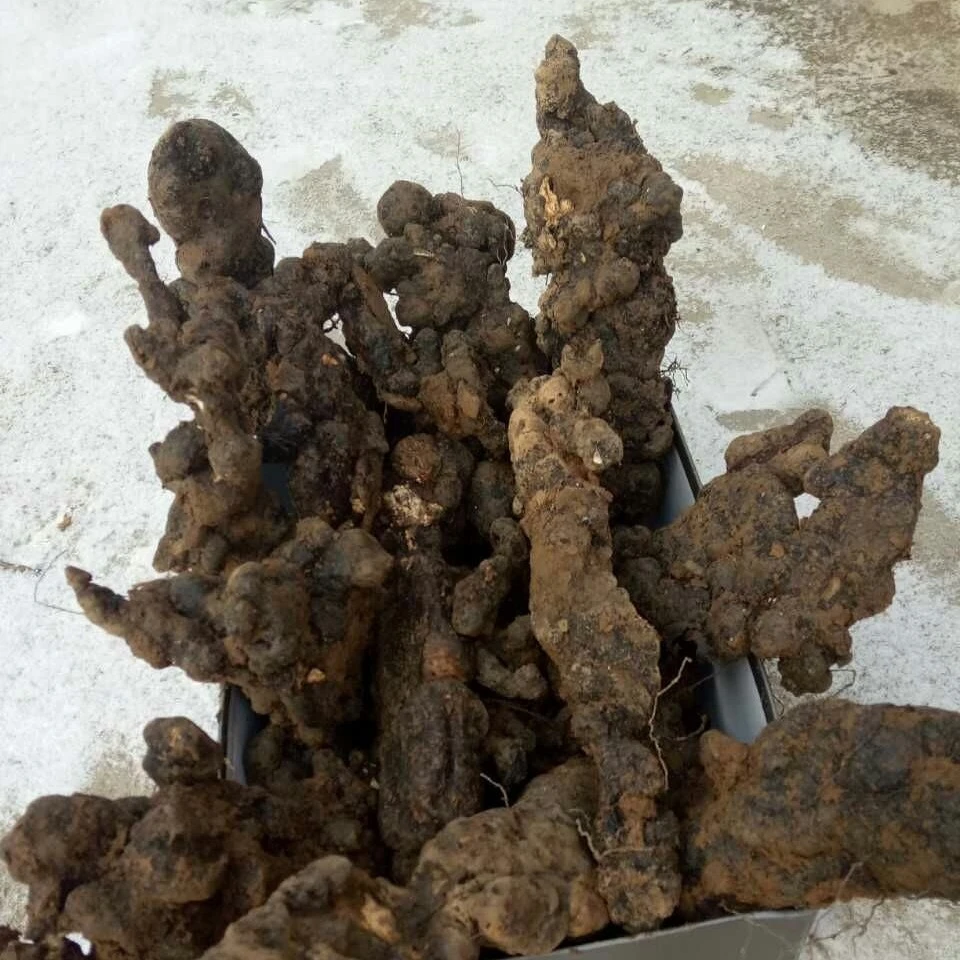 猪苓组培种500克加磷经密环菌1300克为一套，购一件发二件