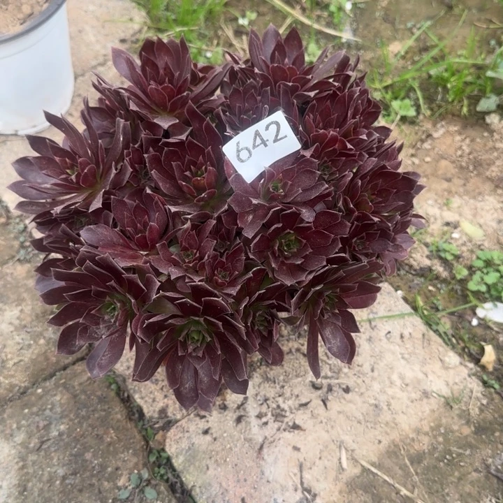 642两单包邮凤凰。