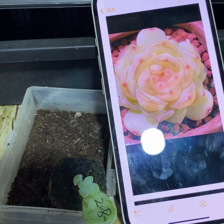 穴盘甜心208-1芽苗一个