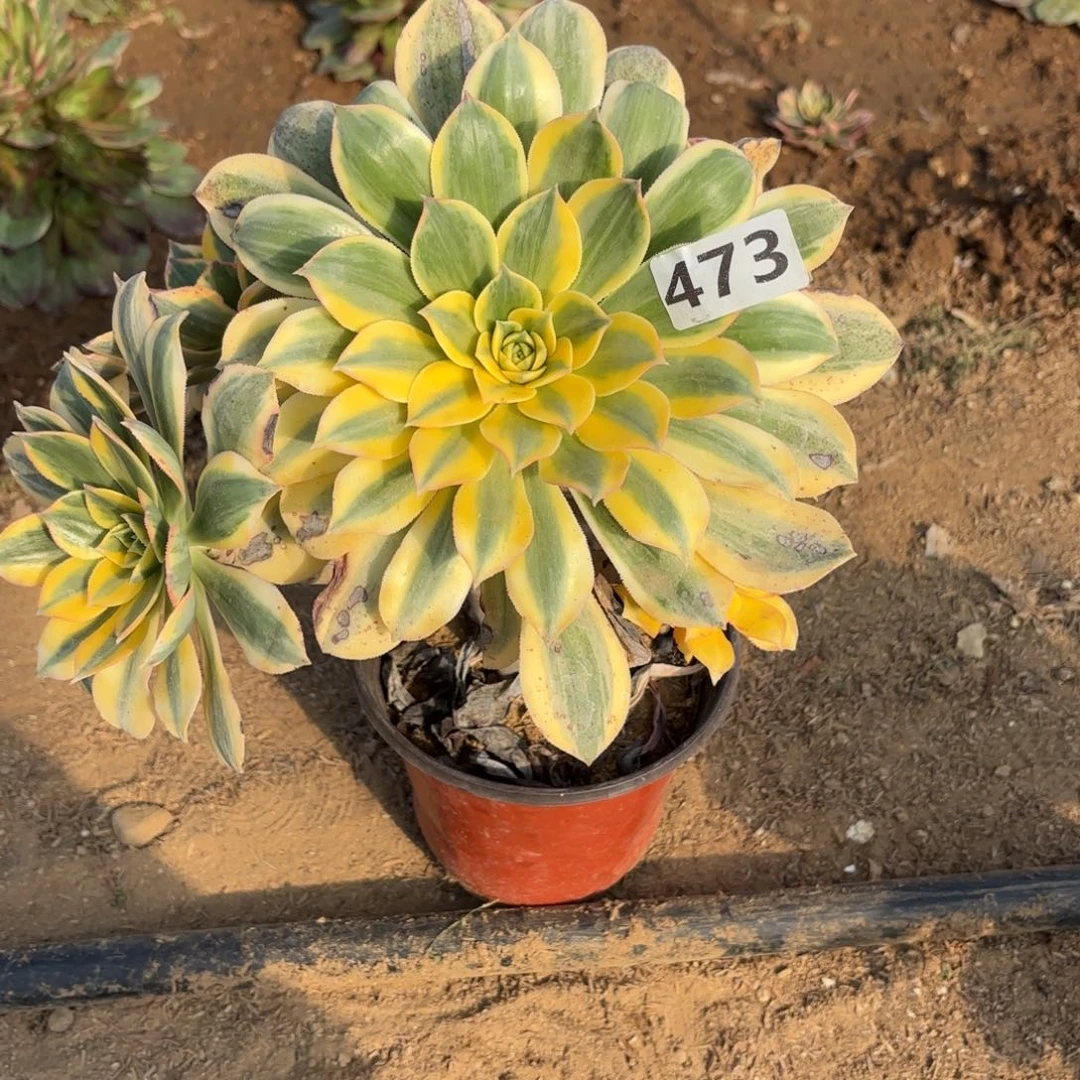 随****473灿烂多肉不包损