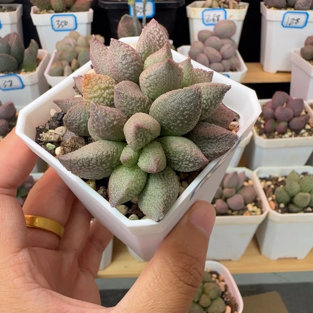 实生水泡，一物一拍