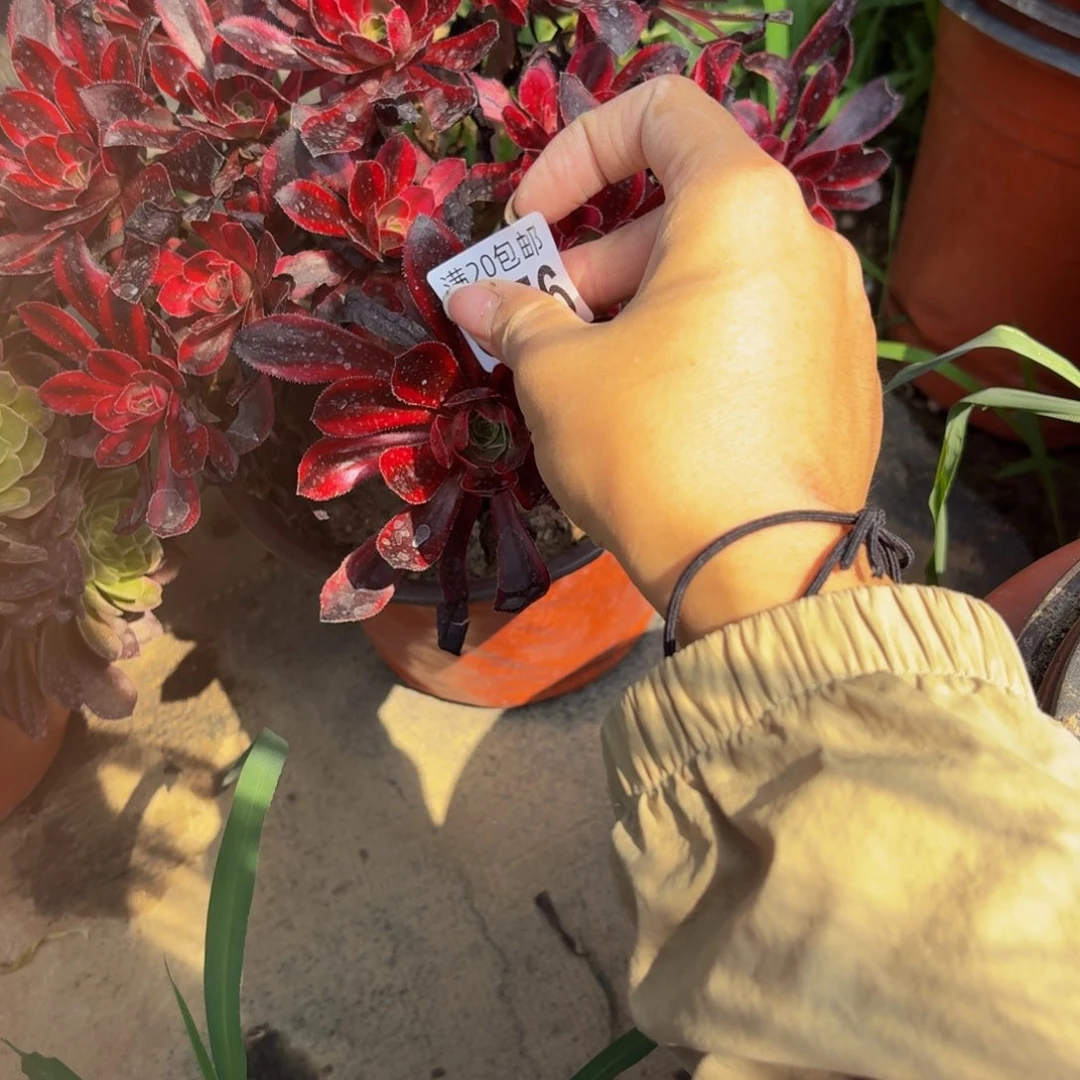 无花朵656多肉植物捧花的