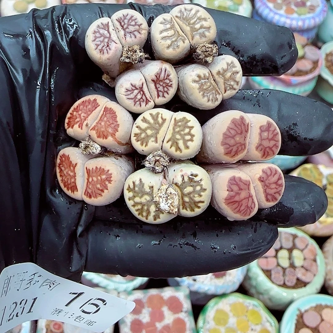 生石花满18包邮1231-16