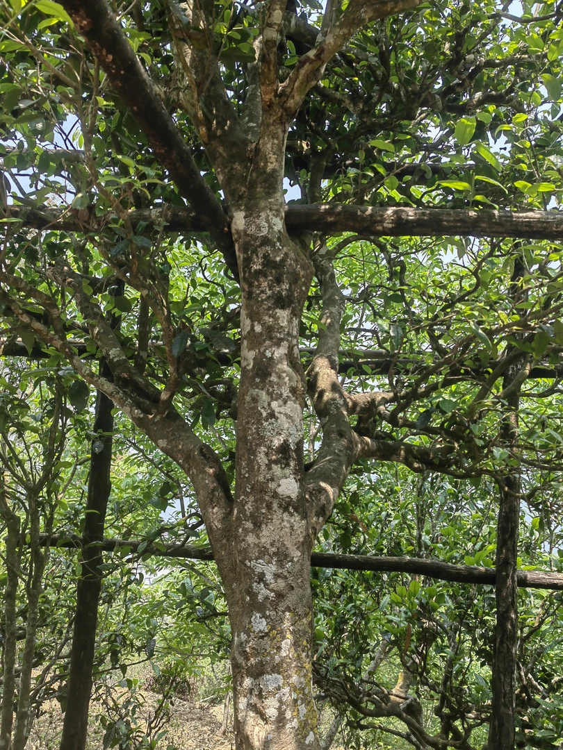 菖蒲塘古树茶春茶（白茶/红茶/生茶）通用链接