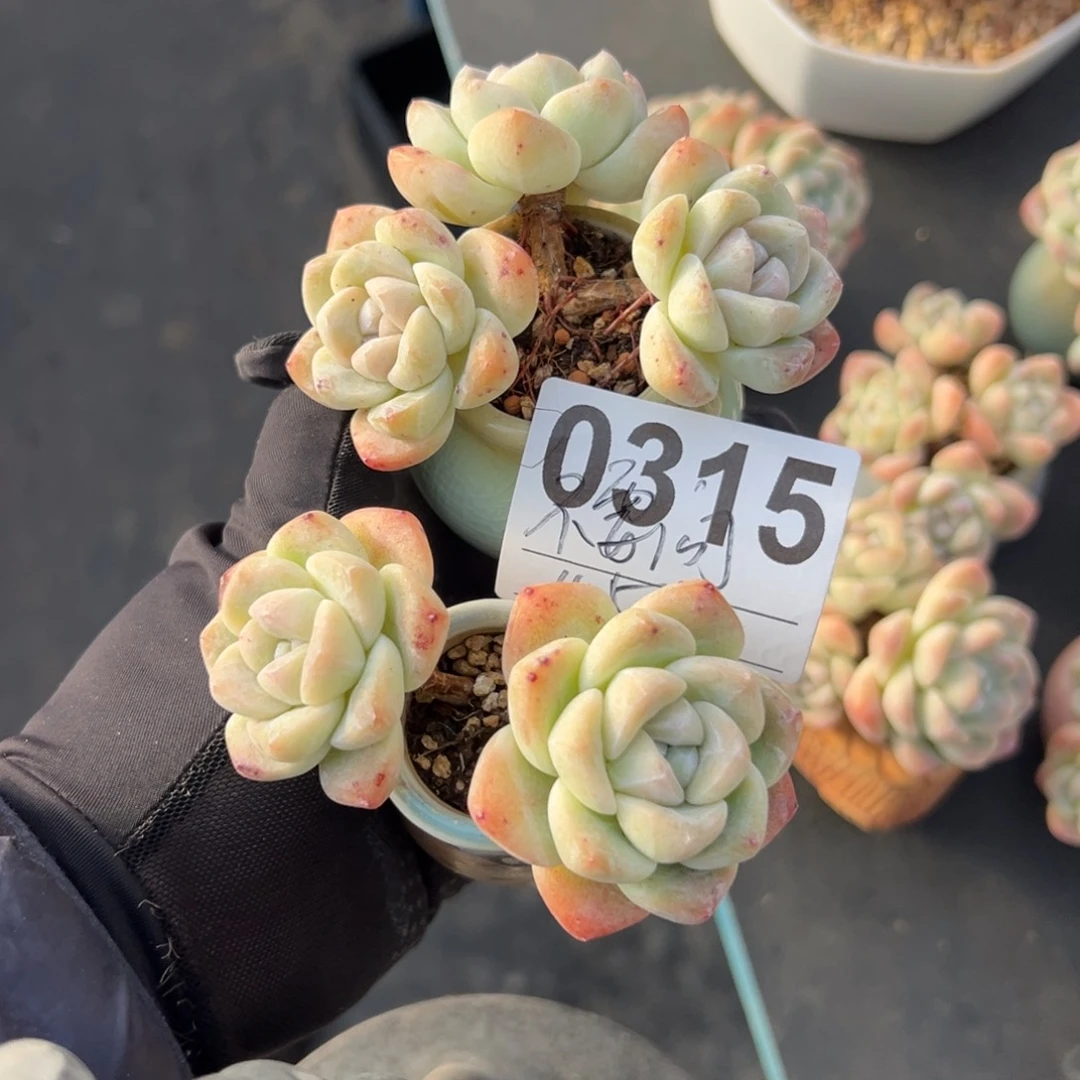 不*问俩个冰玉带盆发000000000