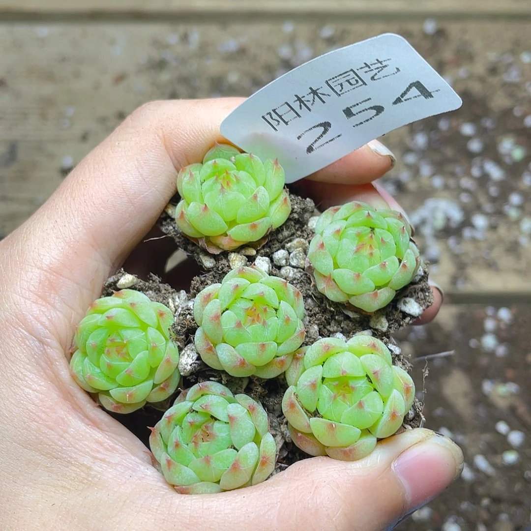 多肉植物多肉植物254