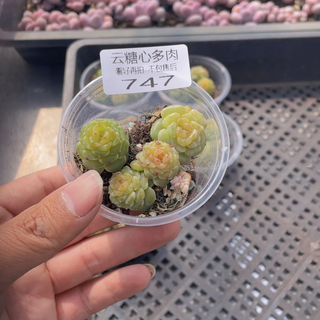 云糖心多肉植物747