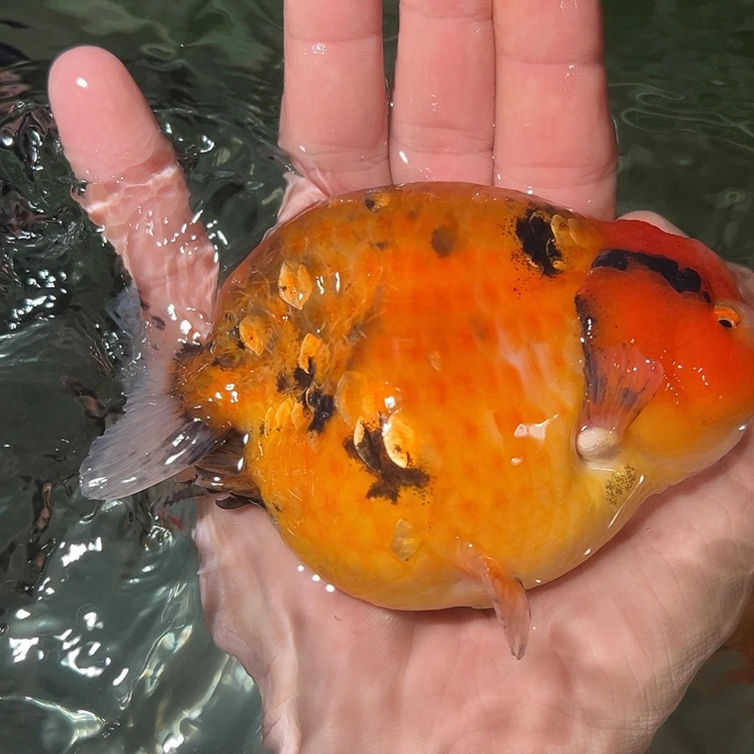 海水兰寿金鱼活体链接到付
