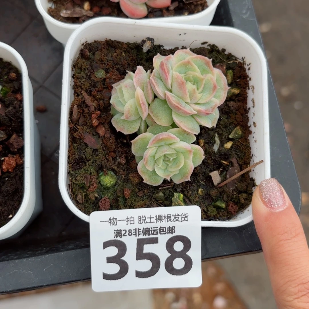 水晶虾饺无盆土发货