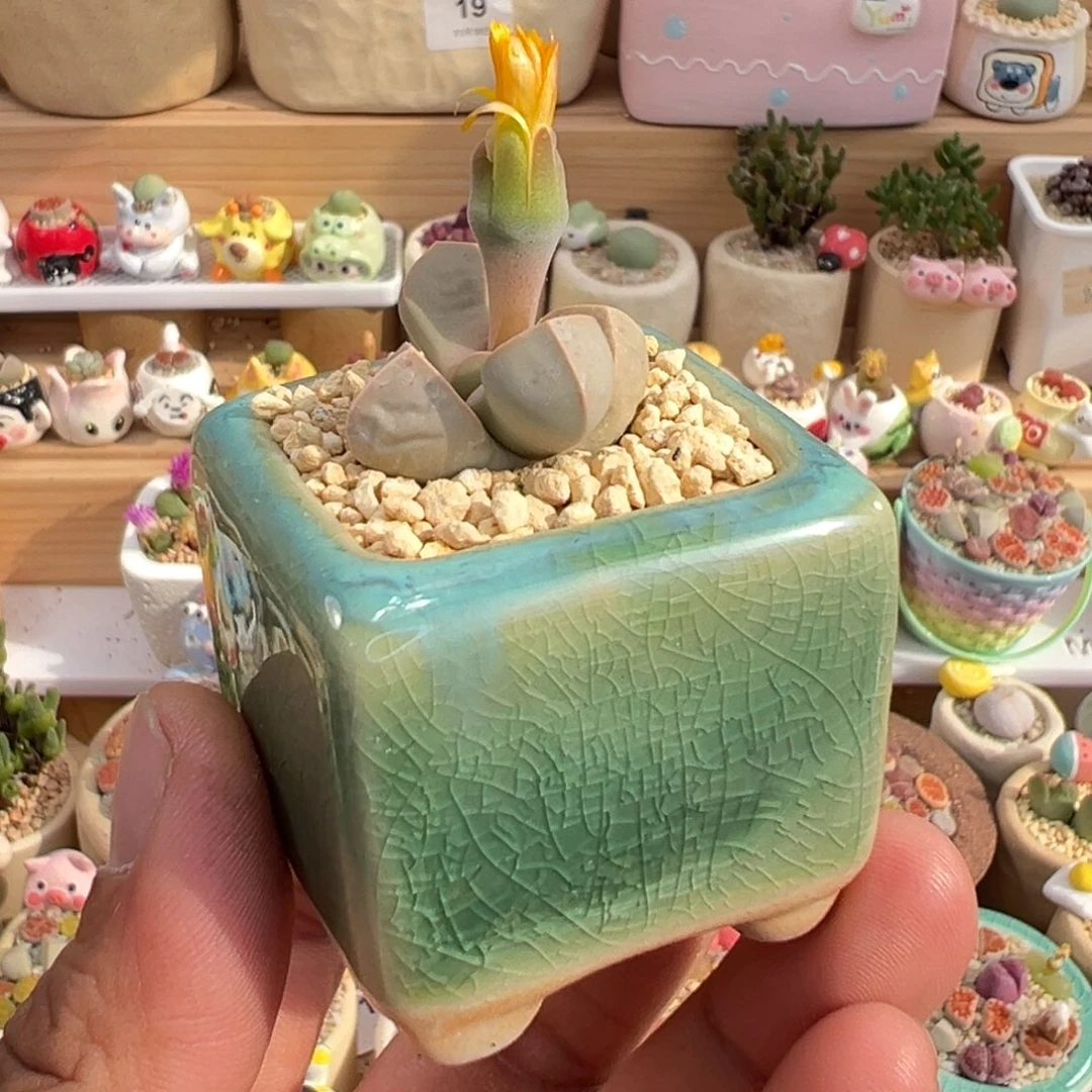 多肉植物实付9.9元包邮21号