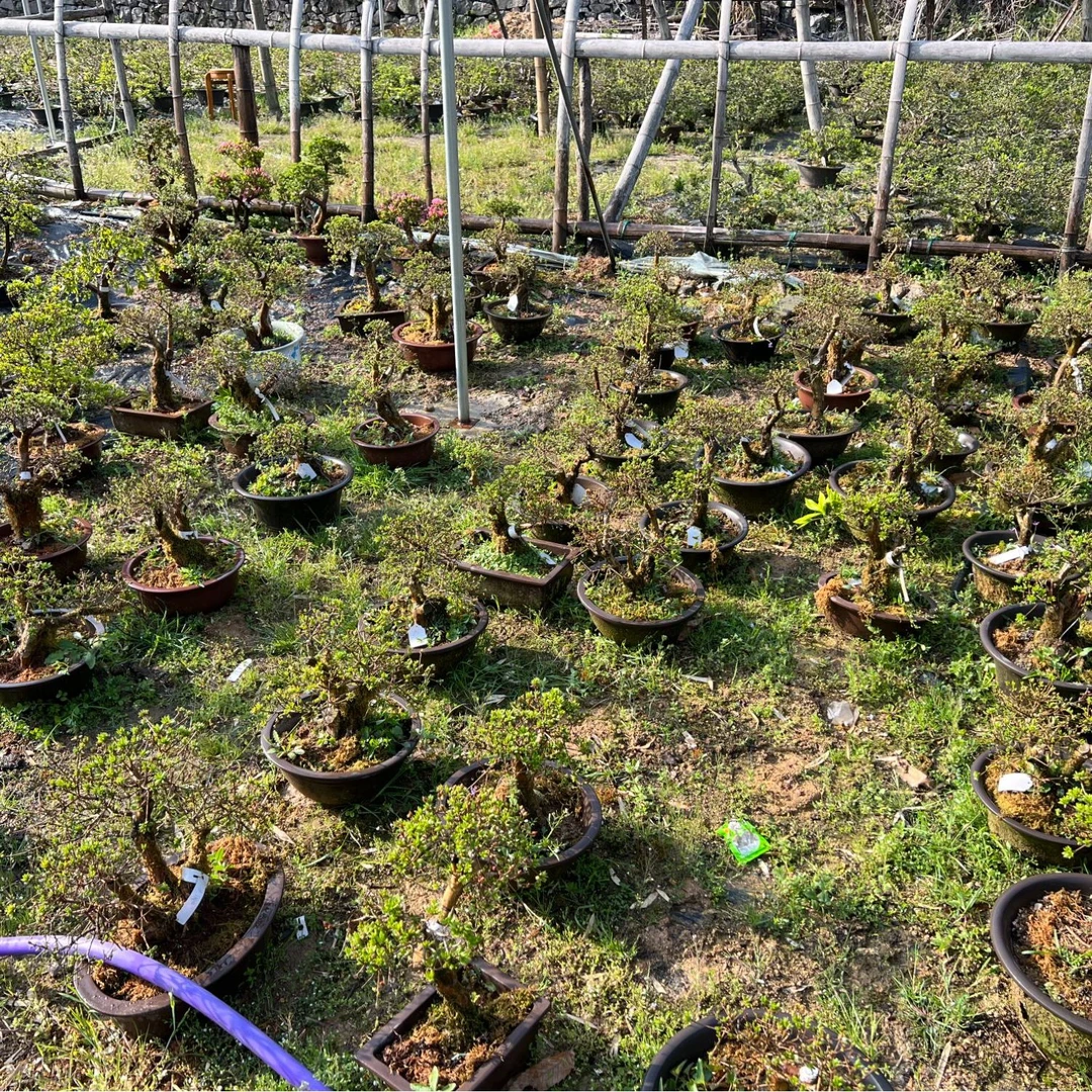 3号直播皋月素材（顺丰包邮）