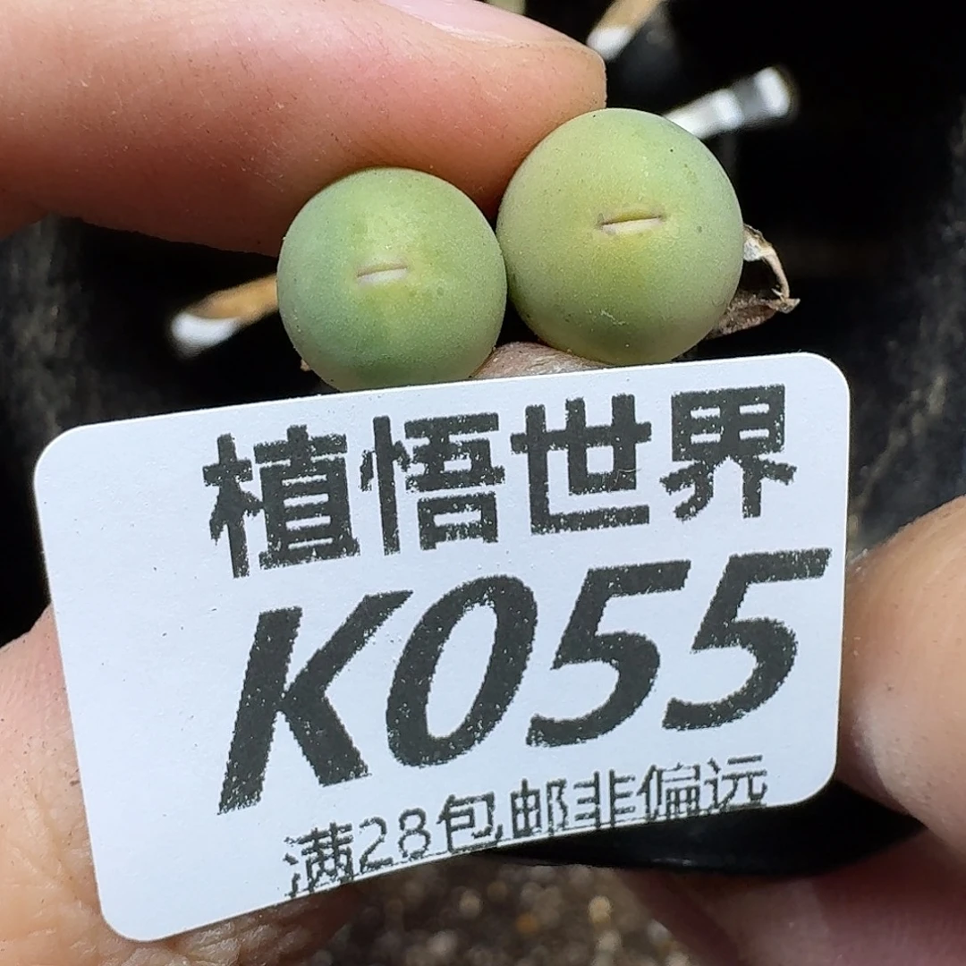 的植物的润泽ghjj