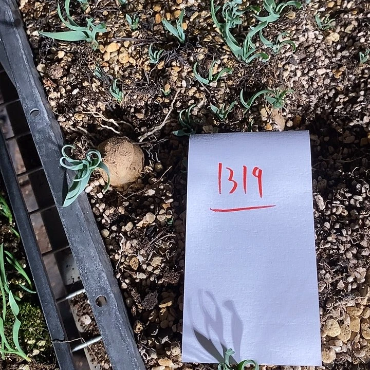 1319。 弹簧草一颗。