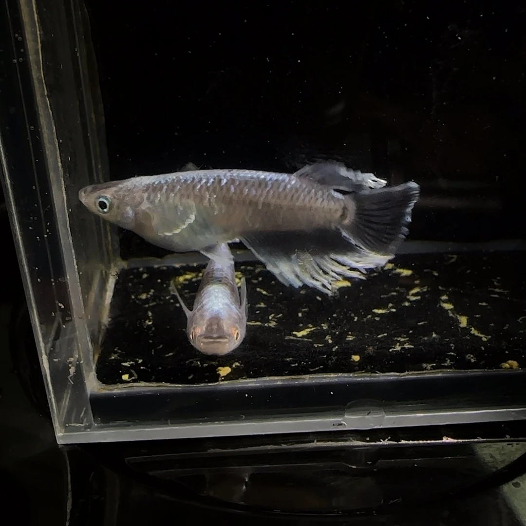 青鳉鱼一物一拍515