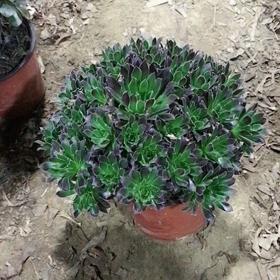 霞***姐火凤凰法师多肉植物1