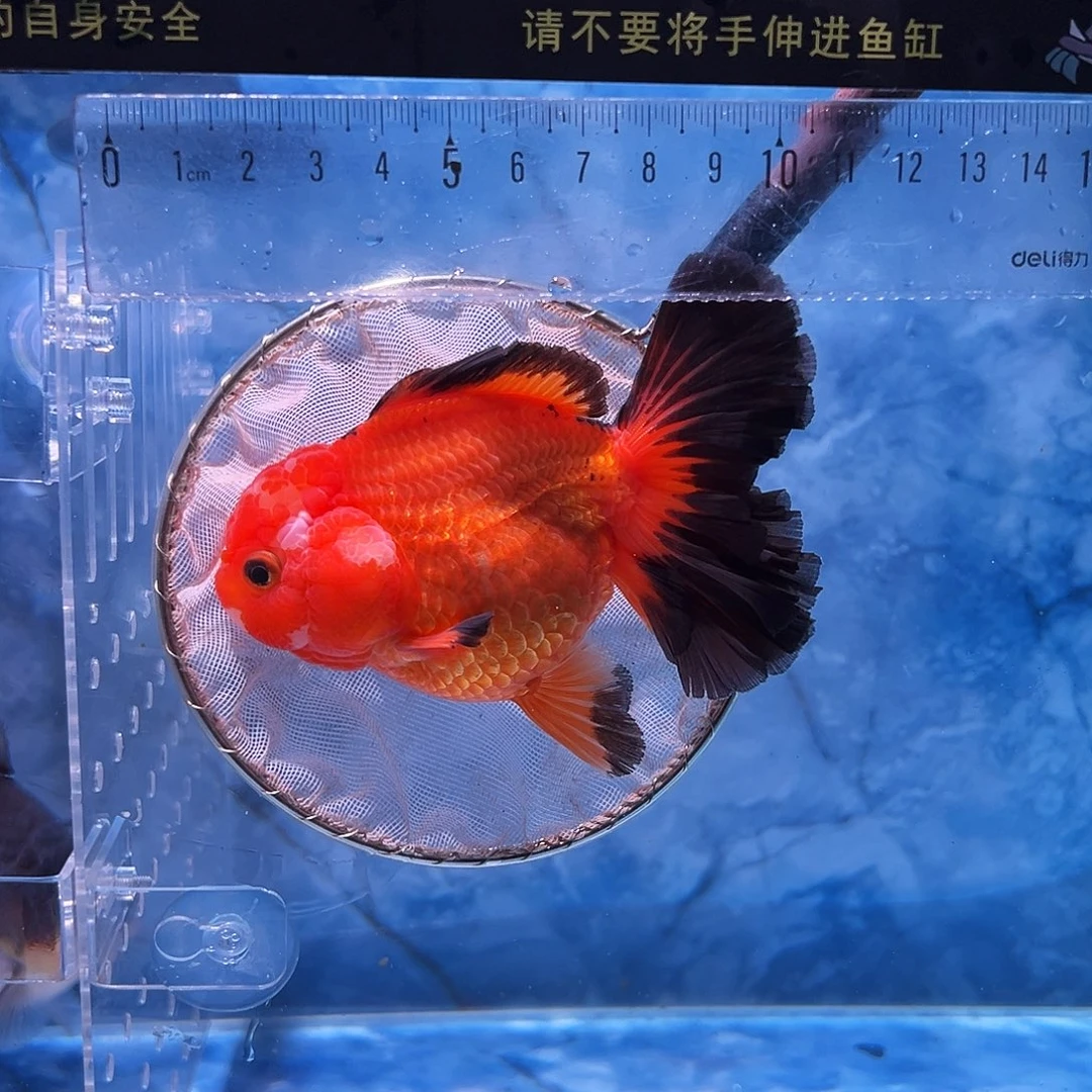 金鱼百褶金鱼泰狮金鱼