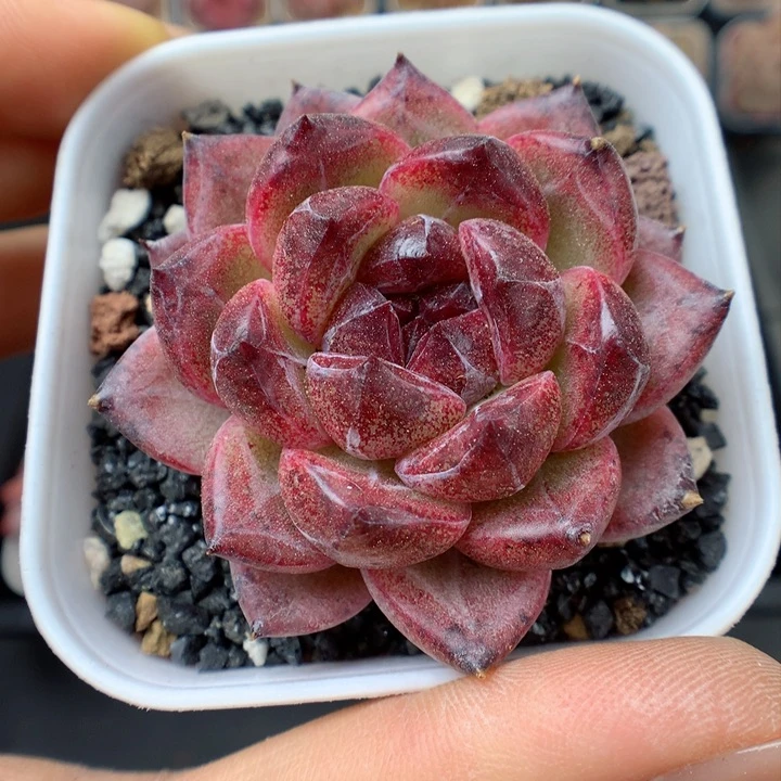 多肉植物。 巧克力68