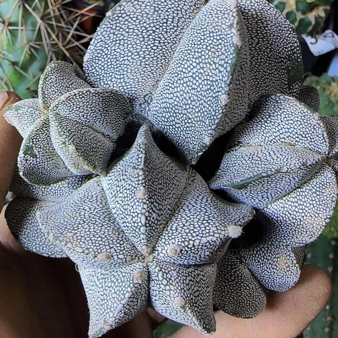 恩冢群头702刚出根