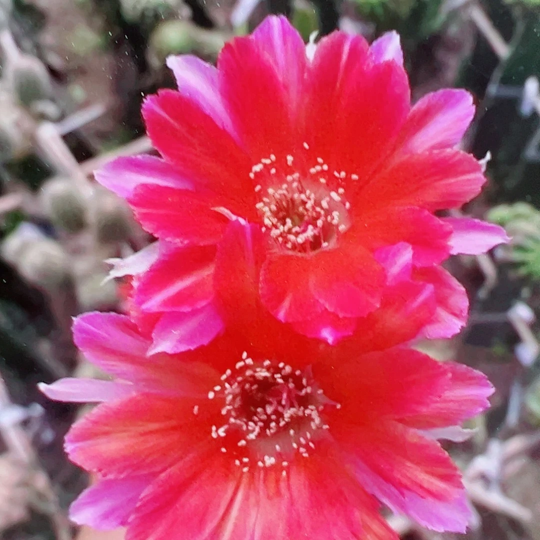 丽花 桃花印 侧芽满20包邮