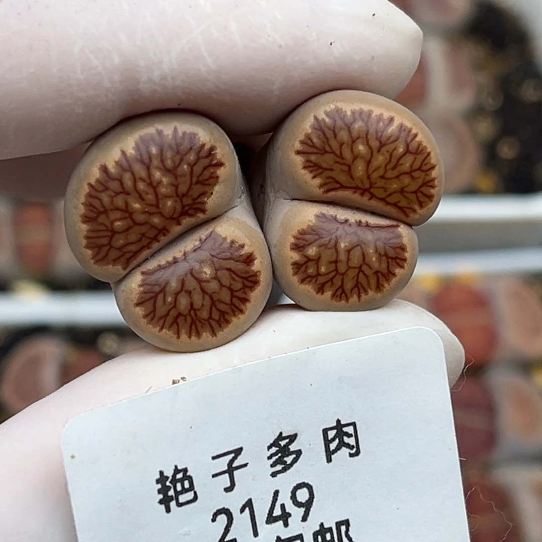 2149号一棵红窗菊