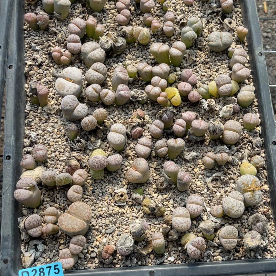 金***凰2875筐福利不售后