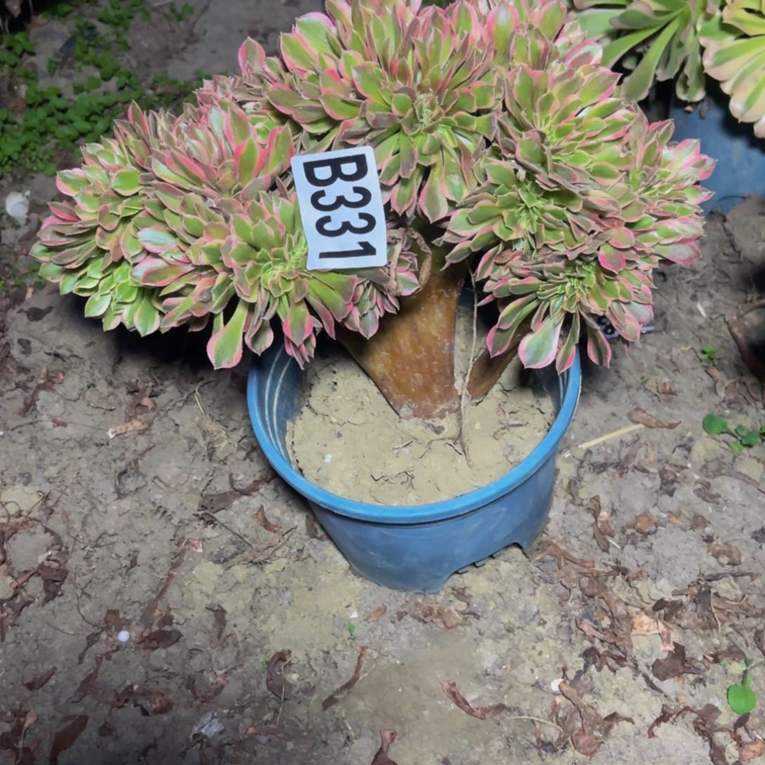 女神法师14//—2包邮