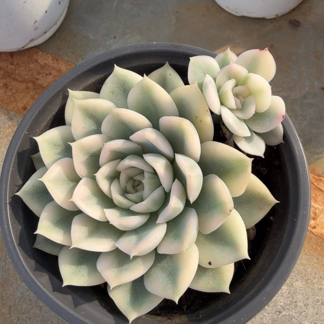 月亮仙子锦腹欧你锦带侧芽