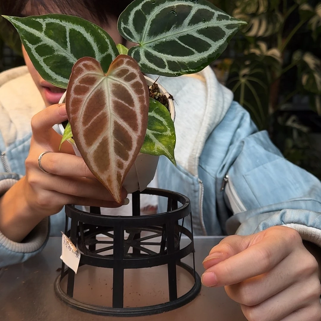 完全开放H189蝶叶银杂黑钻石