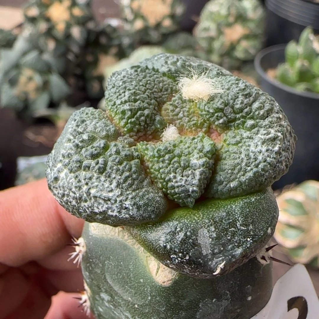 【闪购商品】超细腻菜花280