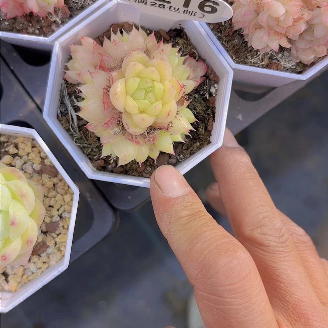 屁****?B216麦秆一物一拍多肉