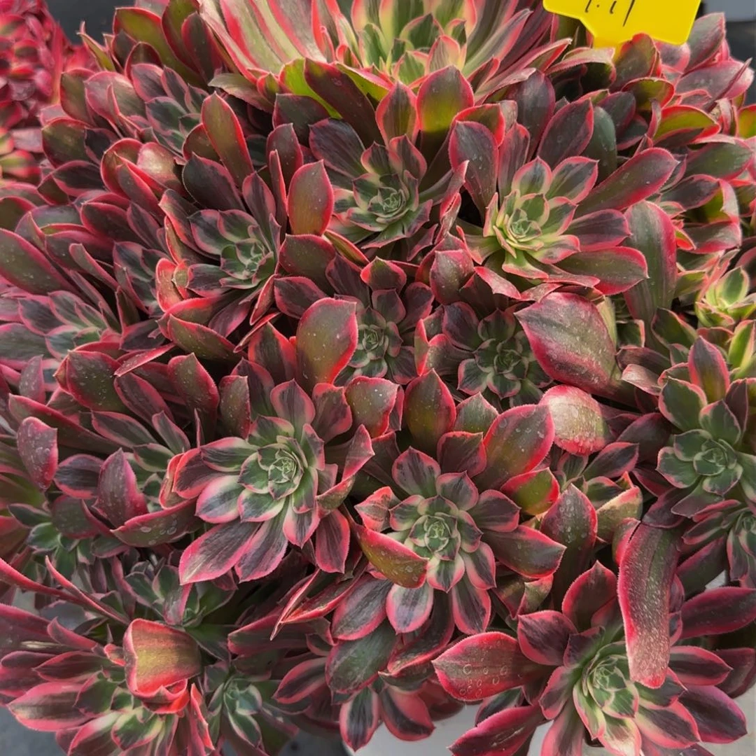 幻沙法师88888888888