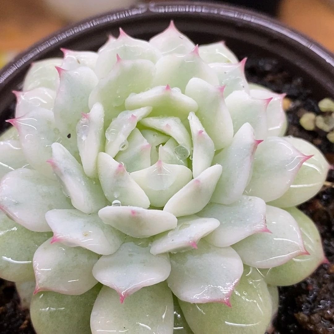 336静夜哈哈哈哈哈哈