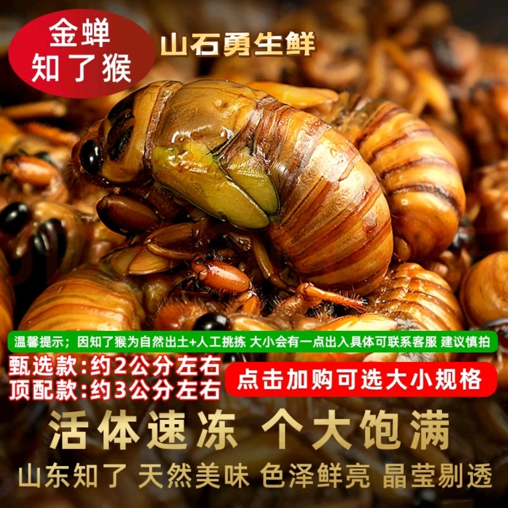 新鲜金蝉/白蝉山东大知了猴活体爬叉知了金蝉批发爬拉猴唐僧肉